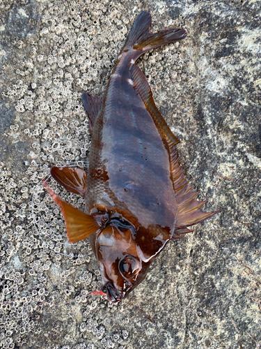 タカノハダイの釣果