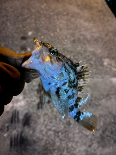 タケノコメバルの釣果