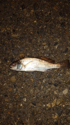 イシモチの釣果