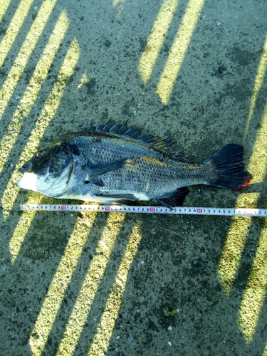 クロダイの釣果