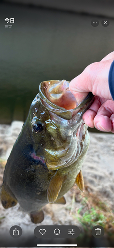 スモールマウスバスの釣果