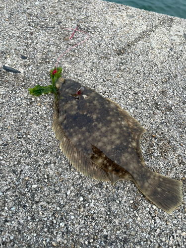 カレイの釣果