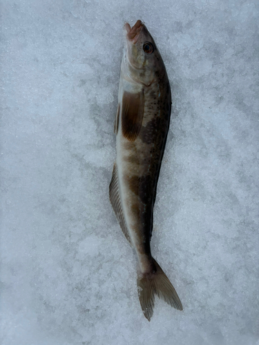 ホッケの釣果