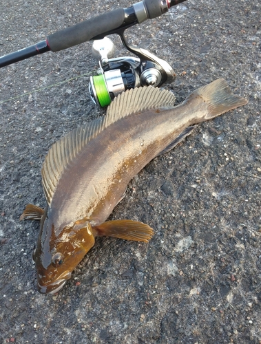 アイナメの釣果