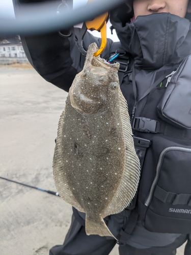 ソゲの釣果