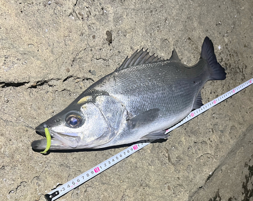 ヒラスズキの釣果