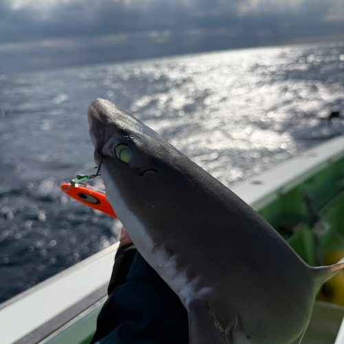 フトツノザメの釣果