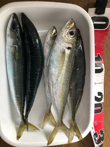 アジの釣果