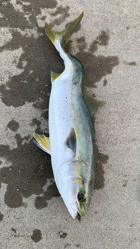 ヤズの釣果