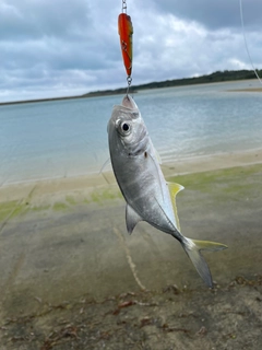 メッキの釣果