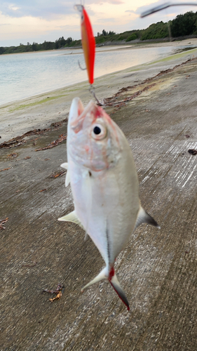 メッキの釣果