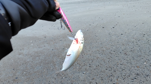 コノシロの釣果