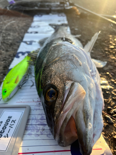 シーバスの釣果