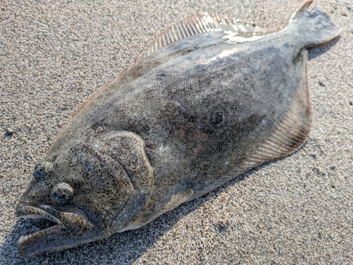 ヒラメの釣果