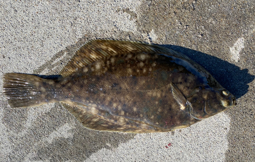 カレイの釣果