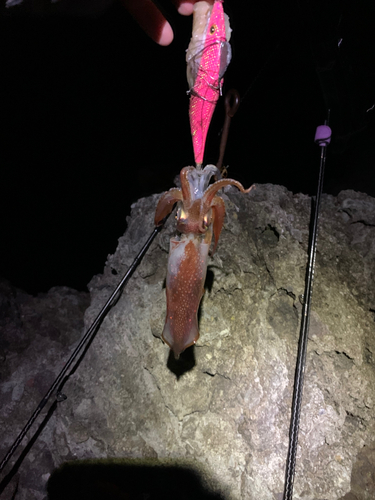 スルメイカの釣果