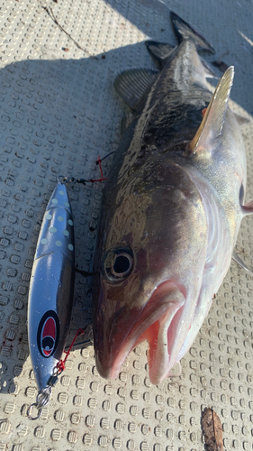 マダラの釣果