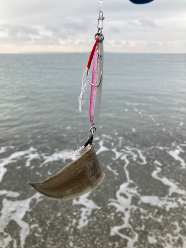 シタビラメの釣果