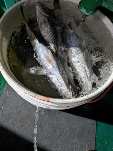 クロムツの釣果