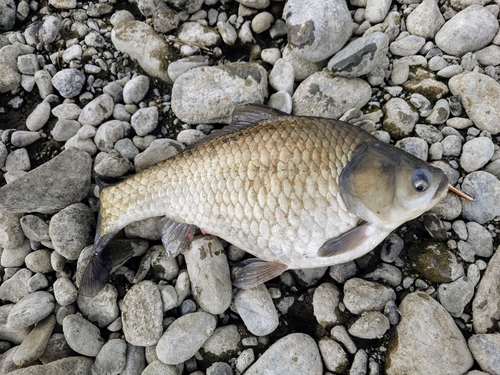 フナの釣果