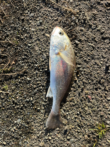 イシモチの釣果