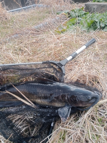 アメリカナマズの釣果