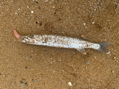 カマスの釣果