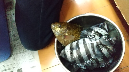 アイゴの釣果