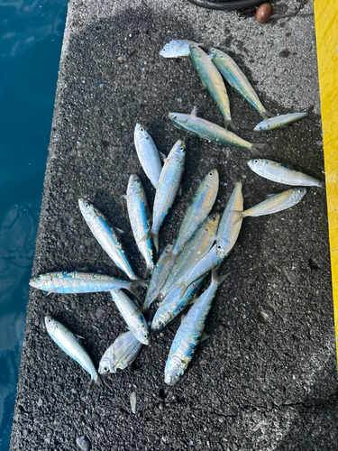 カタボシイワシの釣果