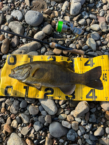 スモールマウスバスの釣果