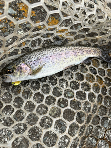 トラウトの釣果