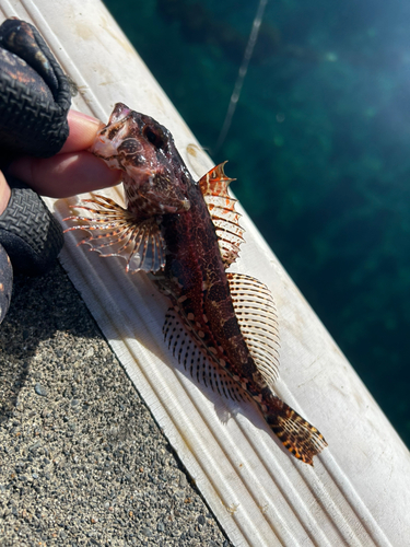 アナハゼの釣果