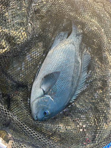 クロの釣果