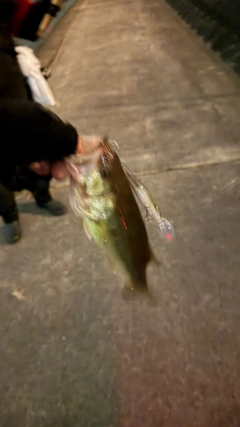 ブラックバスの釣果