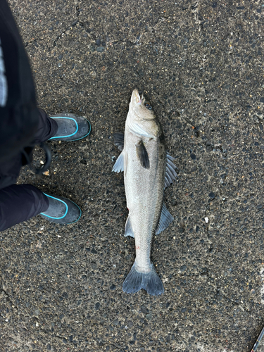 スズキの釣果