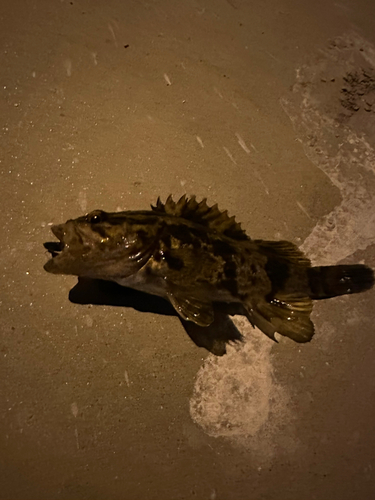 カサゴの釣果