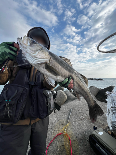 スズキの釣果