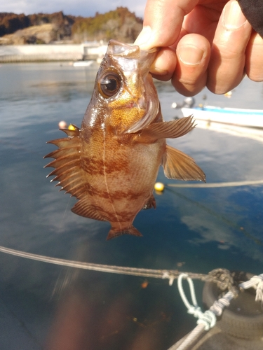 シロメバルの釣果