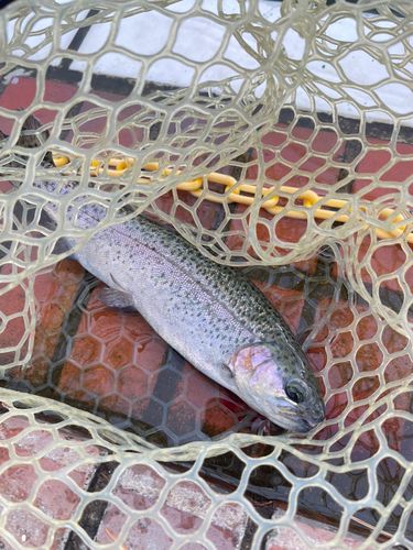 レインボートラウト