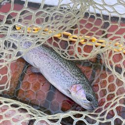 レインボートラウト