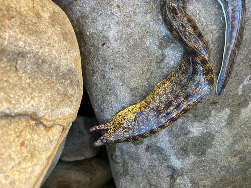 ウツボの釣果