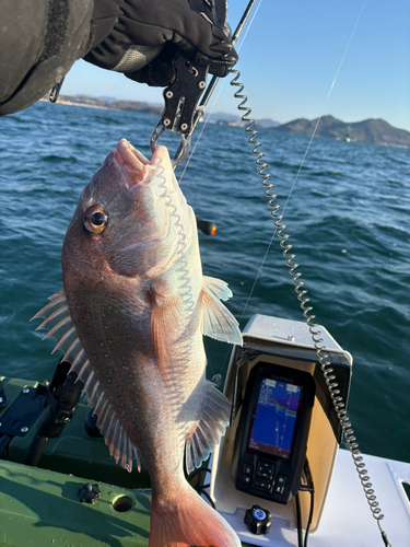 タイの釣果