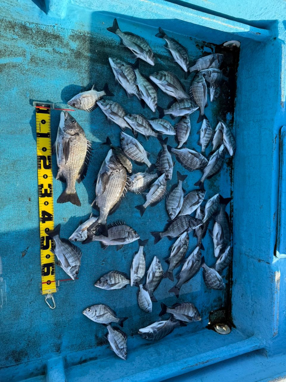 滝さんの釣果 1枚目の画像