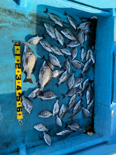 クロダイの釣果