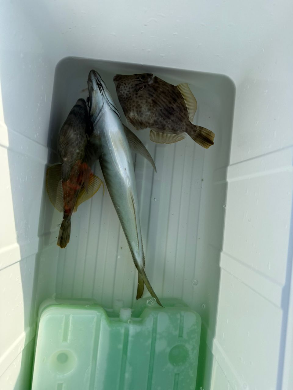 滝さんの釣果 2枚目の画像