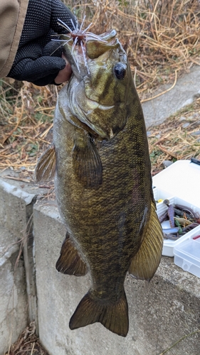 スモールマウスバスの釣果