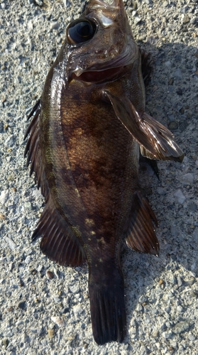 メバルの釣果