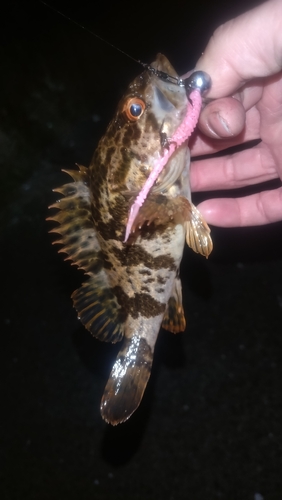 タケノコメバルの釣果