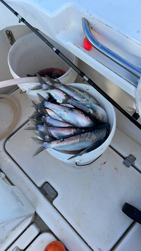 ニシンの釣果