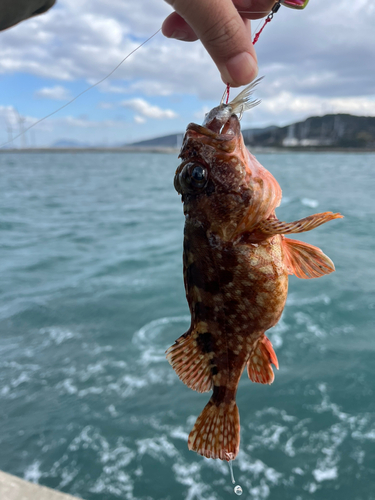 アラカブの釣果